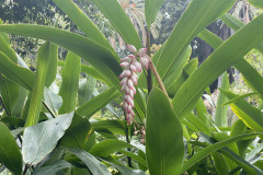 Jardín Botánico de la Orotava, Tenerife 21