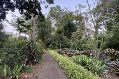 Jardín Botánico de la Orotava, Tenerife 210
