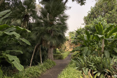 Jardín Botánico de la Orotava, Tenerife 211