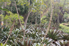 Jardín Botánico de la Orotava, Tenerife 213