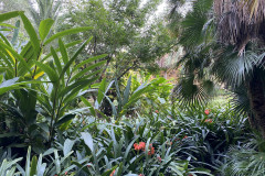 Jardín Botánico de la Orotava, Tenerife 214