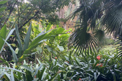 Jardín Botánico de la Orotava, Tenerife 215