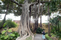 Jardín Botánico de la Orotava, Tenerife 217