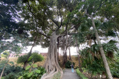 Jardín Botánico de la Orotava, Tenerife 218
