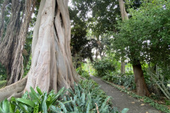 Jardín Botánico de la Orotava, Tenerife 224