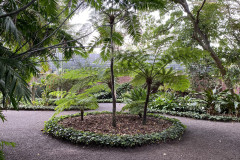 Jardín Botánico de la Orotava, Tenerife 227