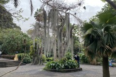 Jardín Botánico de la Orotava, Tenerife 239
