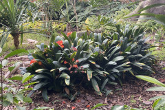 Jardín Botánico de la Orotava, Tenerife 24