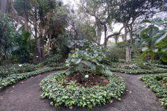 Jardín Botánico de la Orotava, Tenerife 245