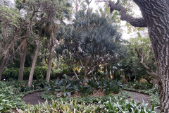 Jardín Botánico de la Orotava, Tenerife 246