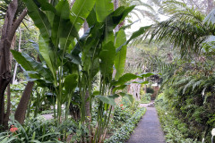 Jardín Botánico de la Orotava, Tenerife 247