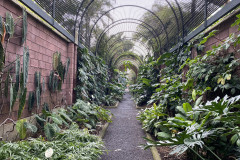 Jardín Botánico de la Orotava, Tenerife 254