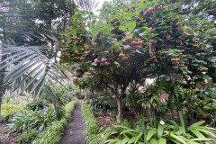 Jardín Botánico de la Orotava, Tenerife 28