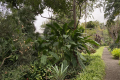 Jardín Botánico de la Orotava, Tenerife 29