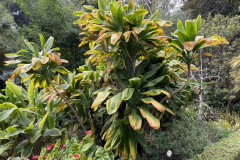Jardín Botánico de la Orotava, Tenerife 34