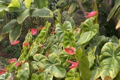 Jardín Botánico de la Orotava, Tenerife 35