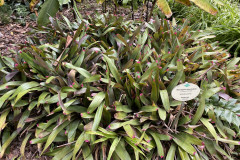 Jardín Botánico de la Orotava, Tenerife 37