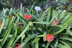 Jardín Botánico de la Orotava, Tenerife 39