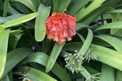 Jardín Botánico de la Orotava, Tenerife 40