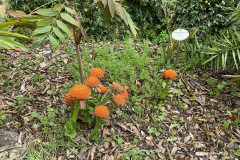 Jardín Botánico de la Orotava, Tenerife 41