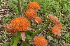 Jardín Botánico de la Orotava, Tenerife 42