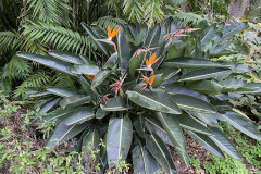 Jardín Botánico de la Orotava, Tenerife 45