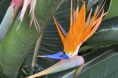 Jardín Botánico de la Orotava, Tenerife 46