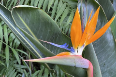 Jardín Botánico de la Orotava, Tenerife 47