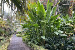 Jardín Botánico de la Orotava, Tenerife 48