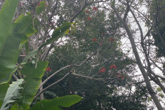 Jardín Botánico de la Orotava, Tenerife 49