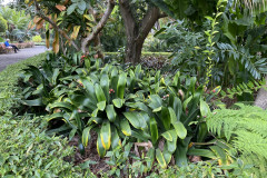 Jardín Botánico de la Orotava, Tenerife 51