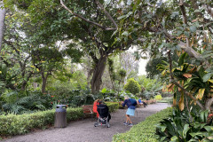 Jardín Botánico de la Orotava, Tenerife 52