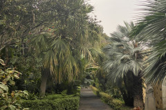 Jardín Botánico de la Orotava, Tenerife 56