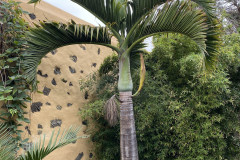 Jardín Botánico de la Orotava, Tenerife 57