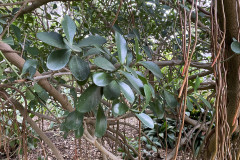 Jardín Botánico de la Orotava, Tenerife 58