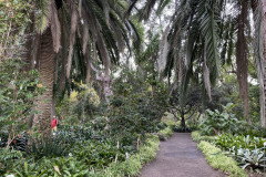 Jardín Botánico de la Orotava, Tenerife 59