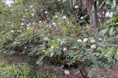 Jardín Botánico de la Orotava, Tenerife 60