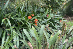 Jardín Botánico de la Orotava, Tenerife 62