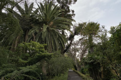 Jardín Botánico de la Orotava, Tenerife 63