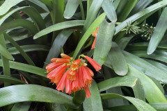 Jardín Botánico de la Orotava, Tenerife 65