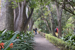 Jardín Botánico de la Orotava, Tenerife 66