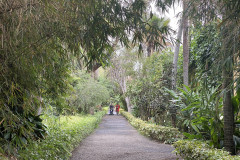 Jardín Botánico de la Orotava, Tenerife 67