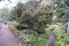 Jardín Botánico de la Orotava, Tenerife 71