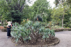 Jardín Botánico de la Orotava, Tenerife 73