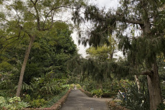 Jardín Botánico de la Orotava, Tenerife 74