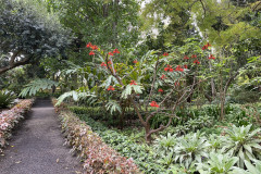 Jardín Botánico de la Orotava, Tenerife 75