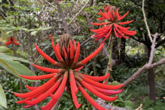 Jardín Botánico de la Orotava, Tenerife 76