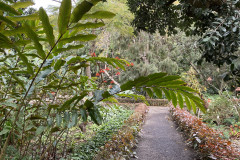 Jardín Botánico de la Orotava, Tenerife 77