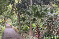 Jardín Botánico de la Orotava, Tenerife 82