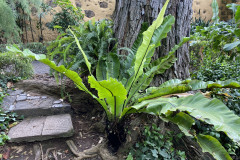 Jardín Botánico de la Orotava, Tenerife 83